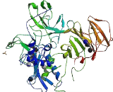 Matrix Metalloproteinase 2 (MMP2)