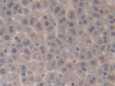 Monoclonal Antibody to Interleukin 33 (IL33)