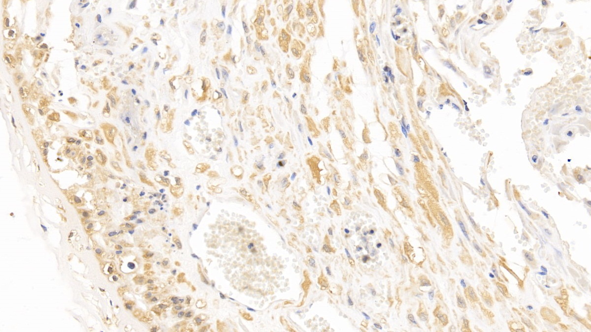 DAB staining on IHC-P; Sample: Human Placenta Tissue; Primary Ab: 10µg/ml