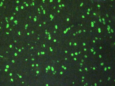 Polyclonal Antibody to Histone H3 (H3)
