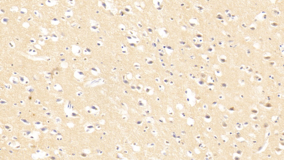Polyclonal Antibody to Caspase 3 (CASP3)