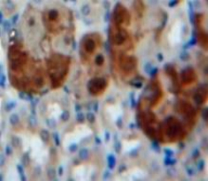 Polyclonal Antibody to Actin Beta (ACTb)