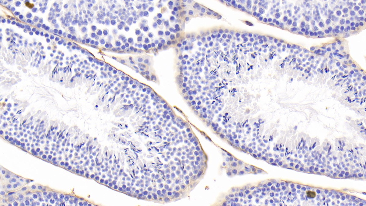 Polyclonal Antibody to Microfibrillar Associated Protein 5 (MFAP5)