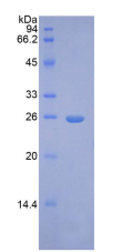 Active Fibroblast Growth Factor 9 (FGF9)