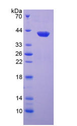 Active Neutrophil Activating Protein 3 (NAP3)