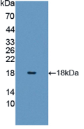 Anti-Histone H3 (H3) Polyclonal Antibody