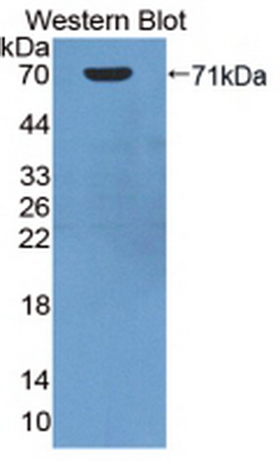 Anti-Heat Shock 70kDa Protein 1A (HSPA1A) Polyclonal Antibody