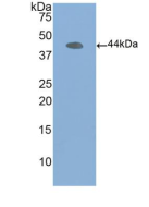 Anti-Actin Beta (ACTb) Polyclonal Antibody