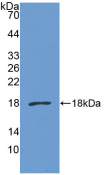 Anti-Glyceraldehyde-3-Phosphate Dehydrogenase (GAPDH) Monoclonal Antibody