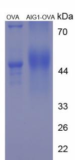 OVA Conjugated Androgen Induced Protein 1 (AIG1)