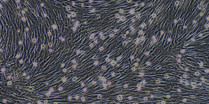 Primary Canine Bone Marrow-derived Mesenchymal Stem Cells (BMMSCs)