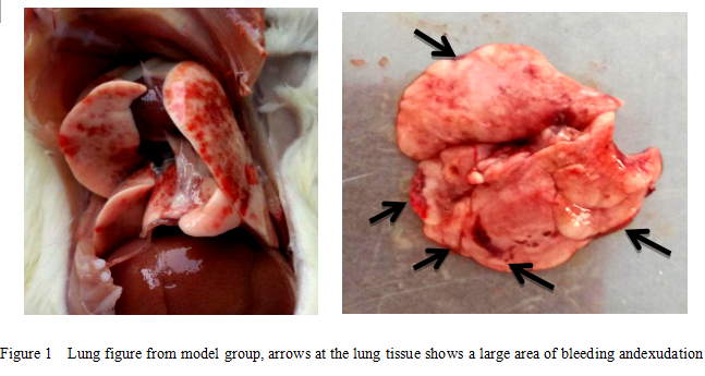 Rat Model for Acute Lung Injury (ALI)