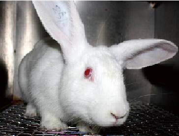 Rabbit Model for Avascular Necrosis (AN)