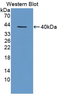 Monoclonal Antibody to Neutrophil Activating Protein 3 (NAP3)