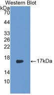 Monoclonal Antibody to Interleukin 17 (IL17)