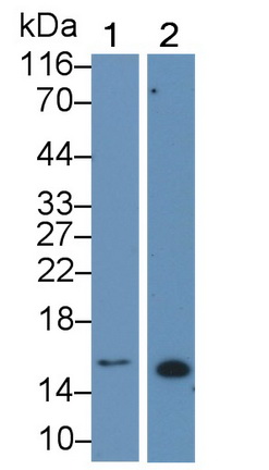 Monoclonal Antibody to Galectin 1 (GAL1)