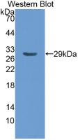 Monoclonal Antibody to Apolipoprotein A1 (APOA1)