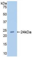 Monoclonal Antibody to Toll Like Receptor 2 (TLR2)