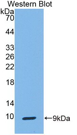 Monoclonal Antibody to Uteroglobin (UG)