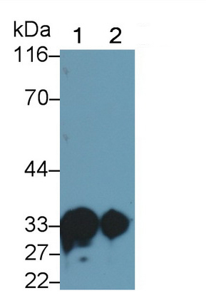 Monoclonal Antibody to Surfactant Associated Protein A (SPA)