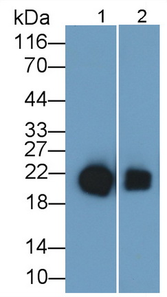 Monoclonal Antibody to Retinol Binding Protein 4 (RBP4)