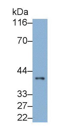 Monoclonal Antibody to Leukocyte Associated Immunoglobulin Like Receptor 1 (LAIR1)