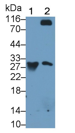 Monoclonal Antibody to Granzyme K (GZMK)