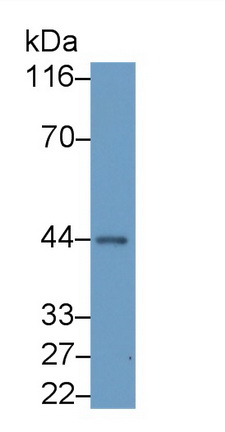 Monoclonal Antibody to Actin Alpha 2, Smooth Muscle (ACTa2)