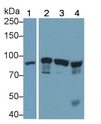 Monoclonal Antibody to Signal Transducer And Activator Of Transcription 3 (STAT3)