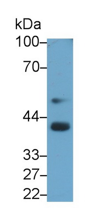 Monoclonal Antibody to Bone Morphogenetic Protein 3 (BMP3)
