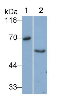 Monoclonal Antibody to Vanin 1 (VNN1)