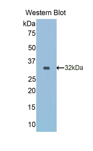 Monoclonal Antibody to Reelin (RL)