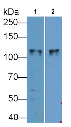 Monoclonal Antibody to Na-Cl Cotransporter (NCCT)