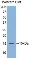 Monoclonal Antibody to Regenerating Islet Derived Protein 3 Alpha (REG3a)