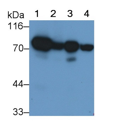 Monoclonal Antibody to Succinate Dehydrogenase Complex Subunit A (SDHA)
