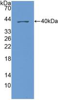 Polyclonal Antibody to Neutrophil Activating Protein 3 (NAP3)