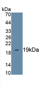 Polyclonal Antibody to Interleukin 18 (IL18)