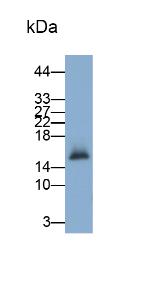 Polyclonal Antibody to Leptin (LEP)