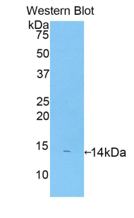 Biotin-Linked Polyclonal Antibody to Platelet Factor 4 (PF4)