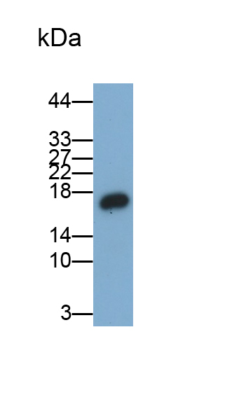 Polyclonal Antibody to Interferon Beta (IFNb)