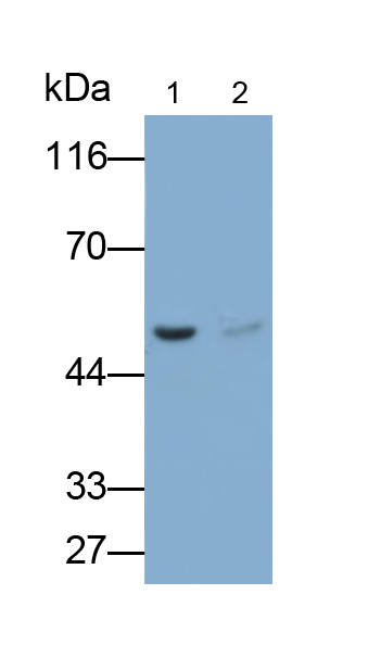 PAA475Mu01.jpg