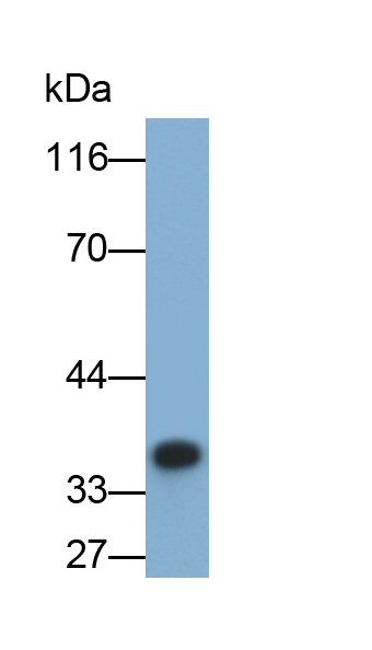 Polyclonal Antibody to Apolipoprotein E (APOE)