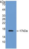 Polyclonal Antibody to Transthyretin (TTR)