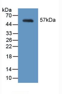 Polyclonal Antibody to Myosin Heavy Chain 2, Skeletal Muscle, Adult (MYH2)