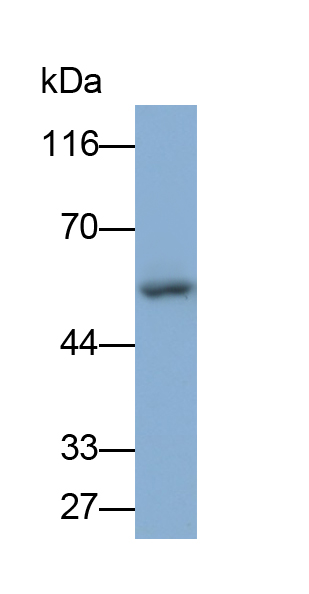 Polyclonal Antibody to Angiotensinogen (AGT)