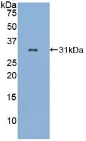 Polyclonal Antibody to B-Lymphocyte Activation Antigen B7-2 (LAB7-2)