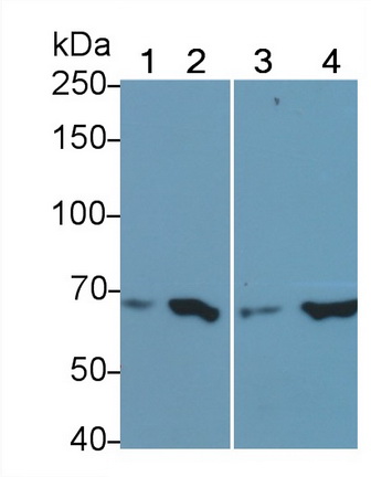 Polyclonal Antibody to Nitric Oxide Synthase 3, Endothelial (NOS3)