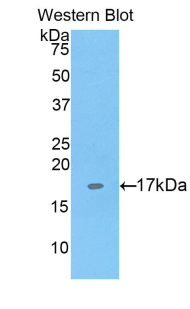 Polyclonal Antibody to Sialic Acid Binding Ig Like Lectin 1 (SIGLEC1)