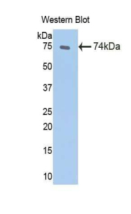Polyclonal Antibody to Heat Shock 70kDa Protein 1A (HSPA1A)