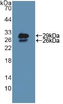 Polyclonal Antibody to Nucleoporin 85 (NUP85)